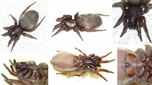 Scotophaeus sp.